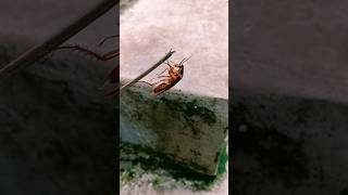 Cockroach video ipis 🪳#shorts #youtubeshorts #trending