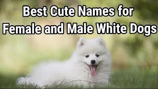 +50 Cute Names for White Dogs