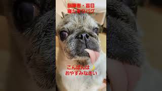 おやすみなさい🌙 #認知症犬 #shorts