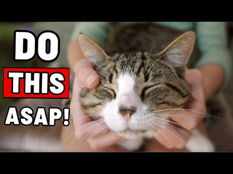 If You Rub Your Cat’s Cheeks Every Day, THIS Will Happen
