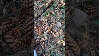 #pinecones #ajk #villagelife #winterprep #winter #fire #funday #shorts #viral #jungle #junglelife 🌲