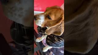 #beaglepuppy #beagledog #viralshorts #beaglecute  #beagles #viralvideo #subscribe #followmeplease