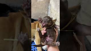 You can decide the title of Dahuang today. Who doesn’t love such a little puppy? Chinese pastora