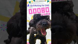 第三集：给爸比接驾啦！｜嘟宝智动小剧场 #doobofunlab #smartdog #poodle #cutedog #可爱狗狗