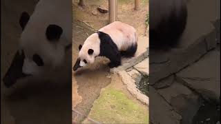 8 1 快看乐宝怕弄脏他的大毛拖鞋他选择跳过去乐少是有洁癖吗#乐宝#大熊猫乐宝