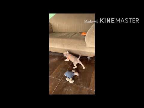 The progress of American Bully