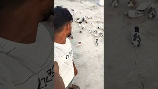 KABUTAR LOVER 🕊️#kabutar #pigeon #pigeons #birds #kabootar #pigeonpose #pigeonlove #kabutarbazi