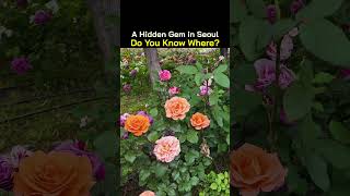 A Hidden Gem in Seoul – Can You Guess Where?