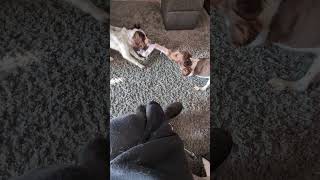 Dogs Tug of war - Bixie & Bumble Springers
