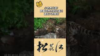 小老虎出笼！跟着饲养员到处溜达《松花江》【CCTV纪录】