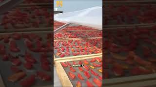 🍅 Solar Tech Turning Tomatoes into Cash—Fast!