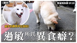 白柴：不是我亂吃！是沒吃飽！【熊爸到你家39】｜熊爸估狗
