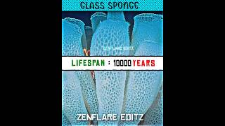 Longest lifespans compari... #shorts