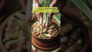 AWAS BAHAYA BAGI PENGIDAP LAMBUNG AKUT! TAMANAN SERAI #serai #sereh #lemongrass #sakit #lambung