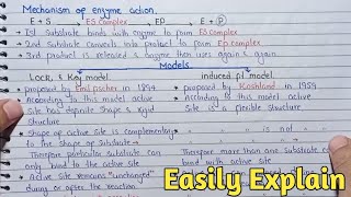 Mechanism Of Enzyme Action | Lock And Key Models And Induced Fit Model | Class 11
