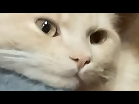 BadCat