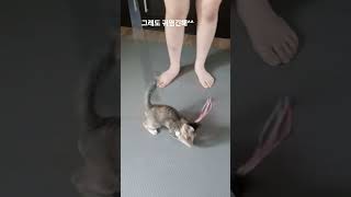 A person who has no place to be healthy because of a kitten said, "I want to throw it away" hehe ...