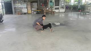 柴犬 濃濃 基本服從，障礙，召回訓練（一個月）