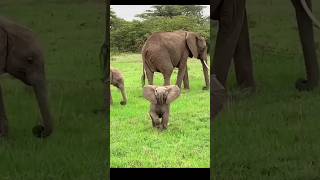 The Elephant's Foolishness l #shorts #trending #animals #factmania