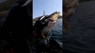 Spearfishing In Norway. A Nice Dinner Fish🤿🐟 #shorts #spearfishing