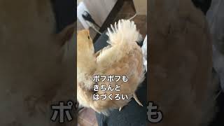 ひよこの尾ばねとくしゃみ🐥💨