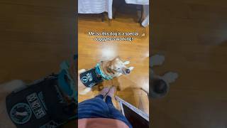 Why can’t I pet this service dog? #servicedog #dog #dogtraining #youtubeshorts #shorts