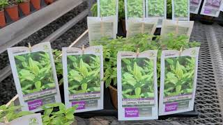Lemon Verbena //🌟Wonderful ZESTY Lemon FRAGRANCE!  Perfect for containers, walkways, borders!