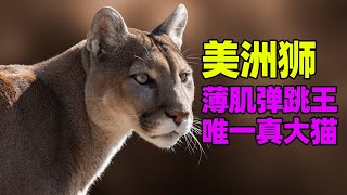 它才是真正的最大的猫?美洲狮打个猎有多难