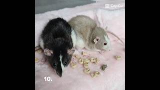 ❤ #rat #rattie #fyp #fypシ #ratattack #rats #viral