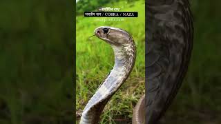 ((भारतीय नाग +cobra 😱🐍😱))#snakerescue #cobra #snake #snakelover