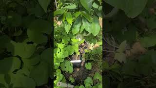 Ashitaba Tree 明日葉の木 Tomorrow Leaf 5/26/2023