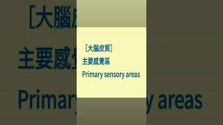 ［大腦皮質］主要感覺區 Primary Sensory Areas