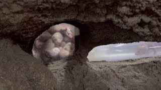 いつも満室です！　ハダカデバネズミ　1月31日 上野動物園