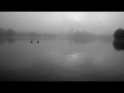 Misty birds