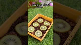 Probabaly this is the last time we are growing Kiwi 🥝 but from Slices
