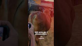 2025 series day 4 #cattlefarm #caw #dlb269 #google #shorts..contact number:03217755878