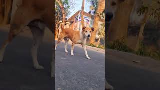 Best Dog #viralbd #love #dog #music