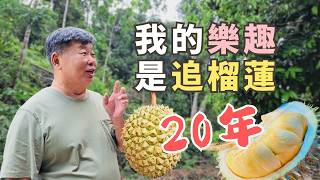 The Most Underrated and Affordable Durian in Malaysia with Exotic Taste - Durian Bukit Orang Asli