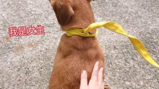 ［看見seeing］五股動物之家 志工活動 小可愛