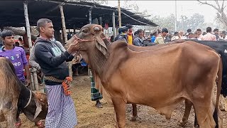 @আজ শুক্রবার ২৭ জানুয়ারি ২৩|খামার উপযোগী শাহীওয়াল জাতের ষাঁড় গরুর দাম আমবাড়ী গরুর হাট ||দিনাজপুর ||
