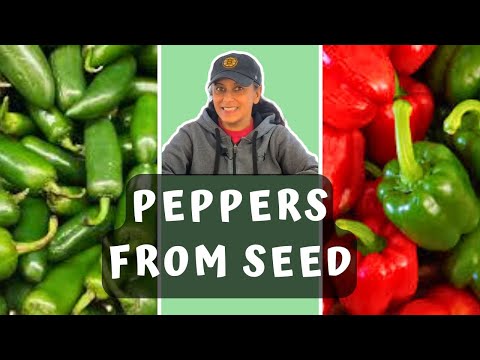 Grow Peppers From Seed | Sowing Pepper Seeds || Budget Gardening