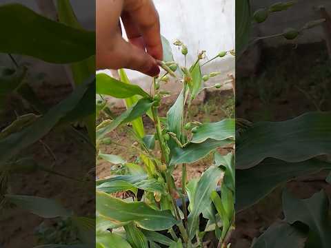 व्जयंती plant #🦚श्री कृष्ण क्यू पहन ते थे व्यजंती माला😱