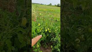 #trending #farming #tomatofarming #canada #gardening #vegetablefarming #wow #nature #fypシ゚viral