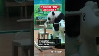 近日，廣州長隆野生動物世界，大熊貓幼崽妹豬又雙叒叕“越獄”了，外公給它抱回來，它又小腿兒倒騰著越出去，太可愛啦！#大熊貓 #熊貓界頂流 #廣州