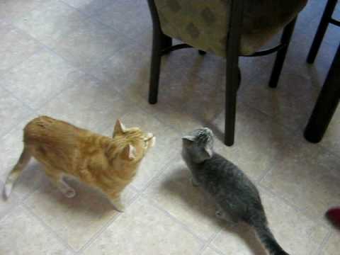 My cat Karma freaking out over food :3