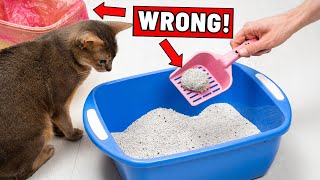 猫のトイレでこれらの間違いを絶対にしないでください!