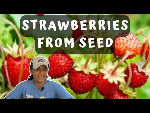 Grow Strawberries From Seed | Sowing Alpine Everbearing Seeds || Budget Gardening