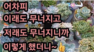 너무 더운데도 #옥상 #다육이들 건강하게잘있어주네요 무너진 #다육이 #살균살충제 물에 담궜다가 말려요 #다육키우기 소량의 살균살충제 +식물활력제 #물 만으로도 통실통실해졌어요