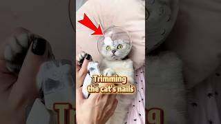 She trims the cat’s claws.