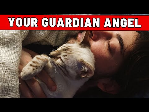 Why Your Cat Is MORE THAN A PET! - The SPIRITUAL GUARDIAN in Your Home